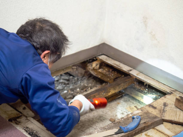 Best Insurance-Related Mold Remediation in Fairview, NJ