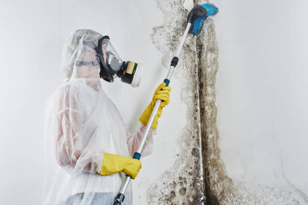 Best Kitchen Mold Remediation in Fairview, NJ