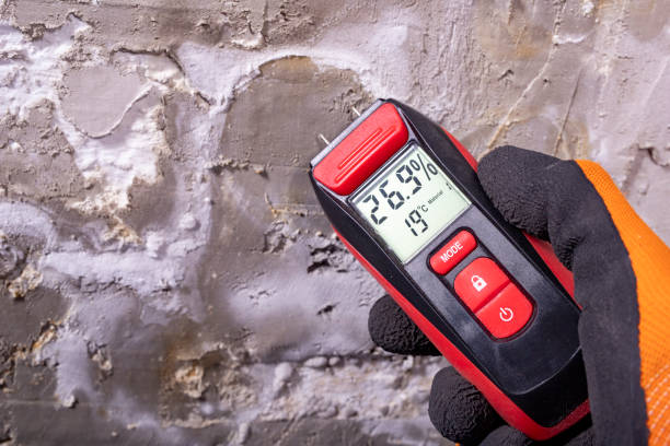 Best Emergency Mold Remediation in Fairview, NJ