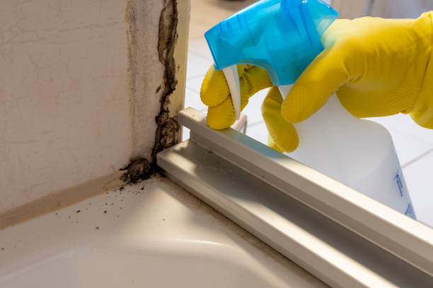 Best Black Mold Remediation in Fairview, NJ