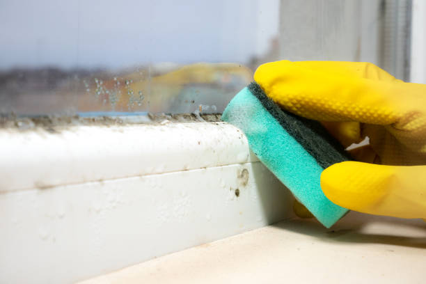 Best Basement Mold Remediation in Fairview, NJ