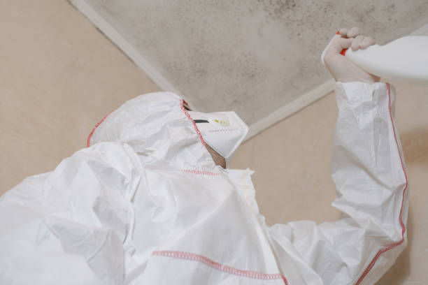 Best White Mold Remediation in Fairview, NJ