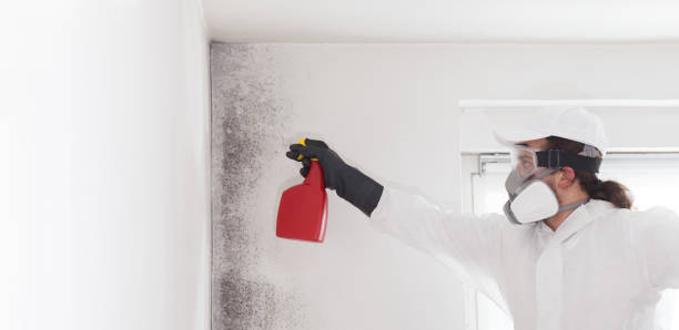 Best Residential Mold Remediation in Fairview, NJ