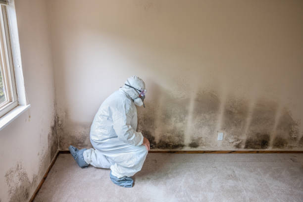 Best Bathroom Mold Remediation in Fairview, NJ