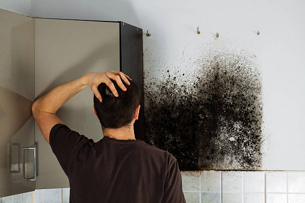 Professional Mold Remediation in Fairview, NJ