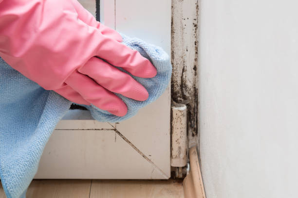 Best DIY Mold Remediation Support Services in Fairview, NJ